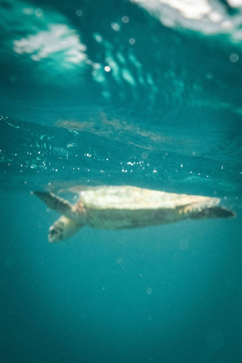 A sea turtle over the reef