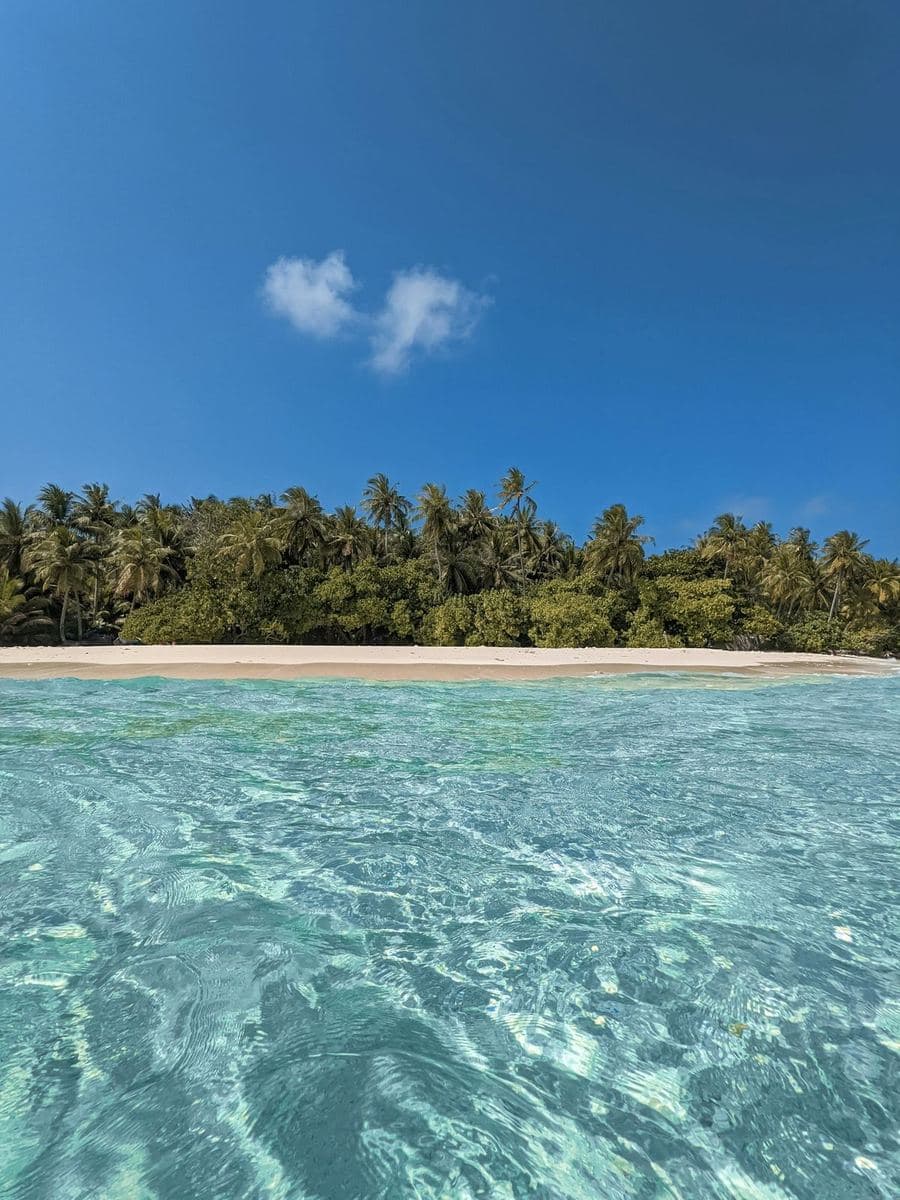 Palms over a clear lagoon