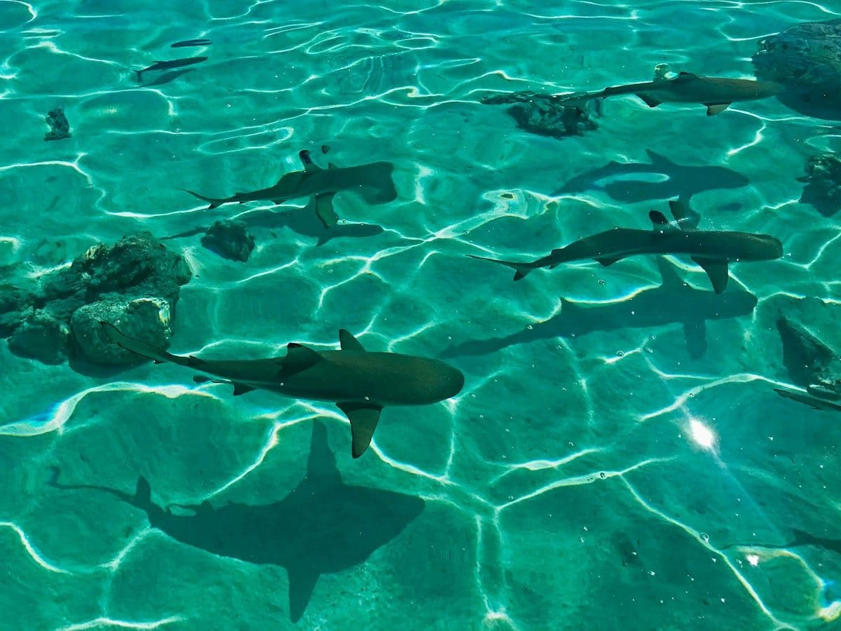 Blacktip reef sharks in the lagoon