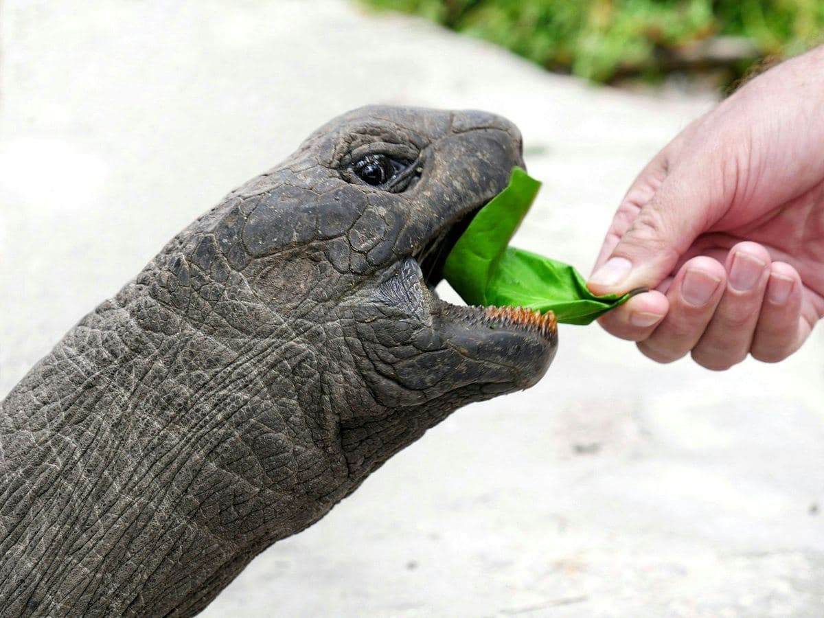 Feeding a giant tortoise