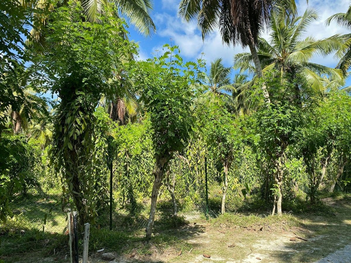 A sandy lane under palms