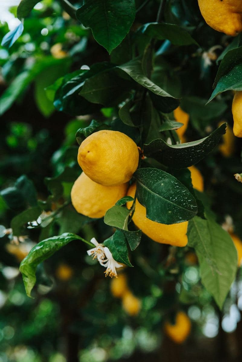Lemons ripening on the tree